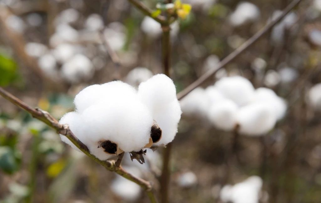 Application of plant growth regulators in cotton